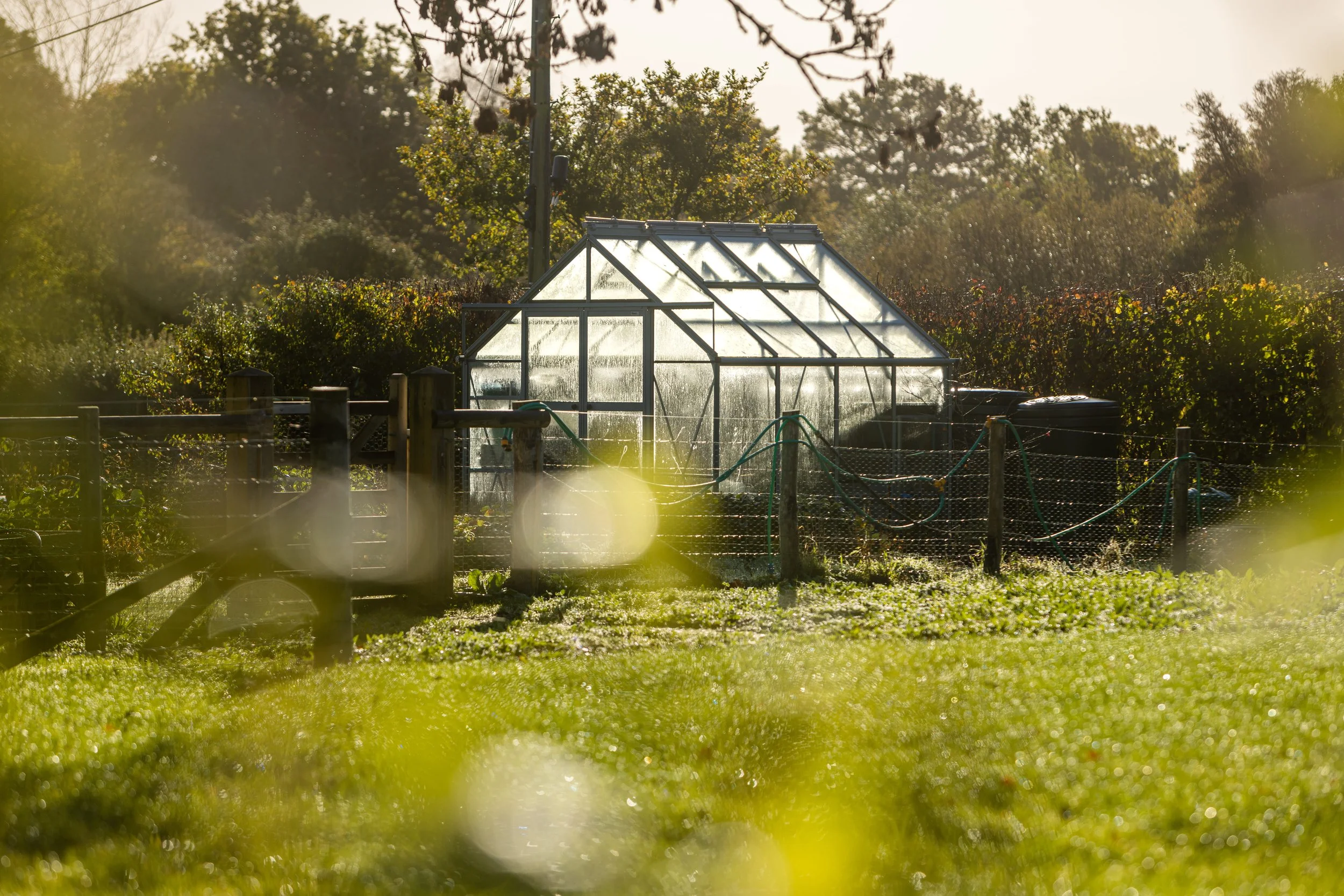Greenhouse with glass panels in a garden, surrounded by trees and a grassy area, with sunlight creating a bright atmosphere.