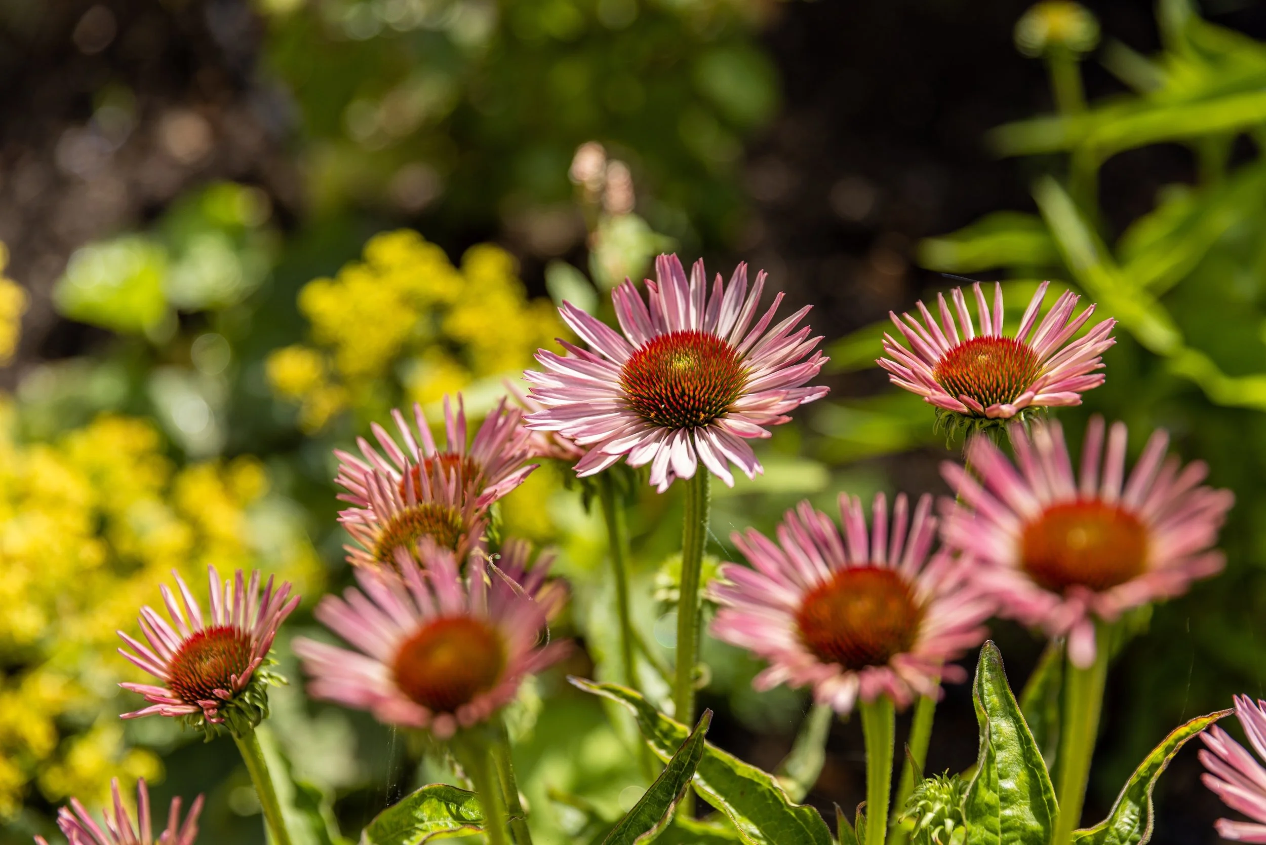Cunningham Gardens-128.jpg