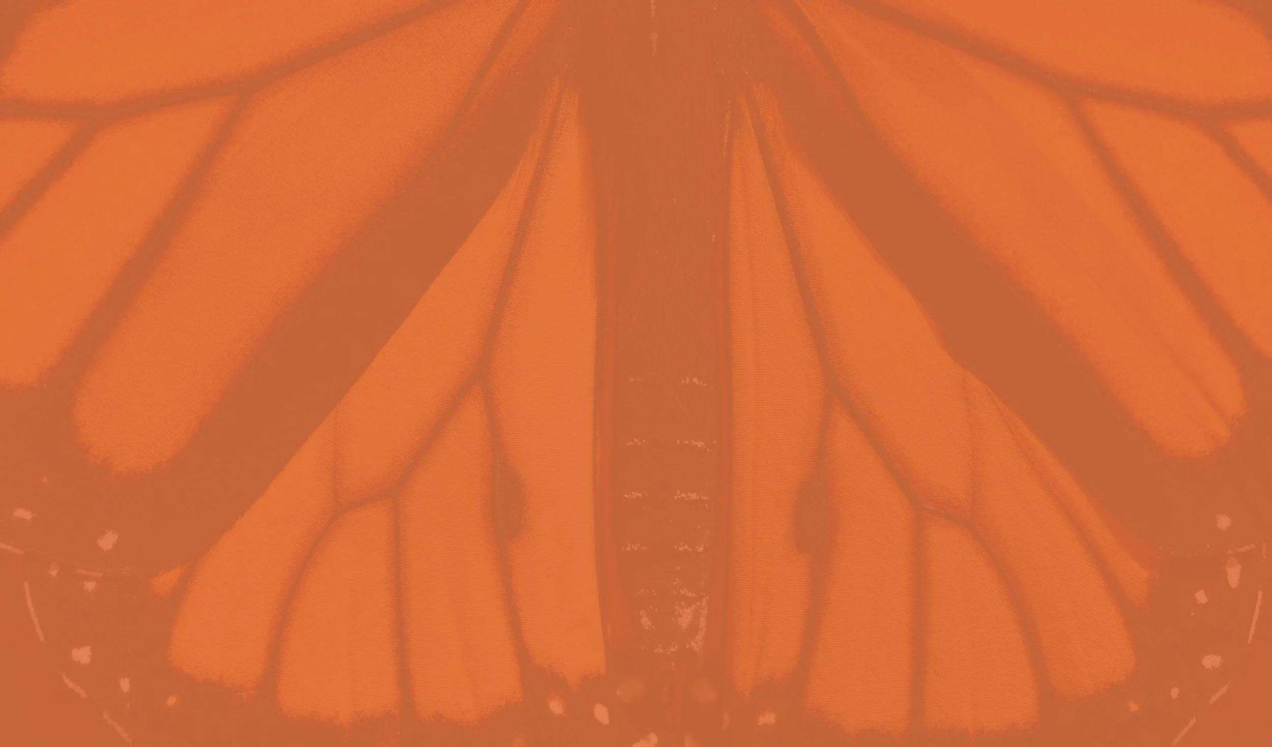 Close-up of a bright orange butterfly wing with black vein patterns.