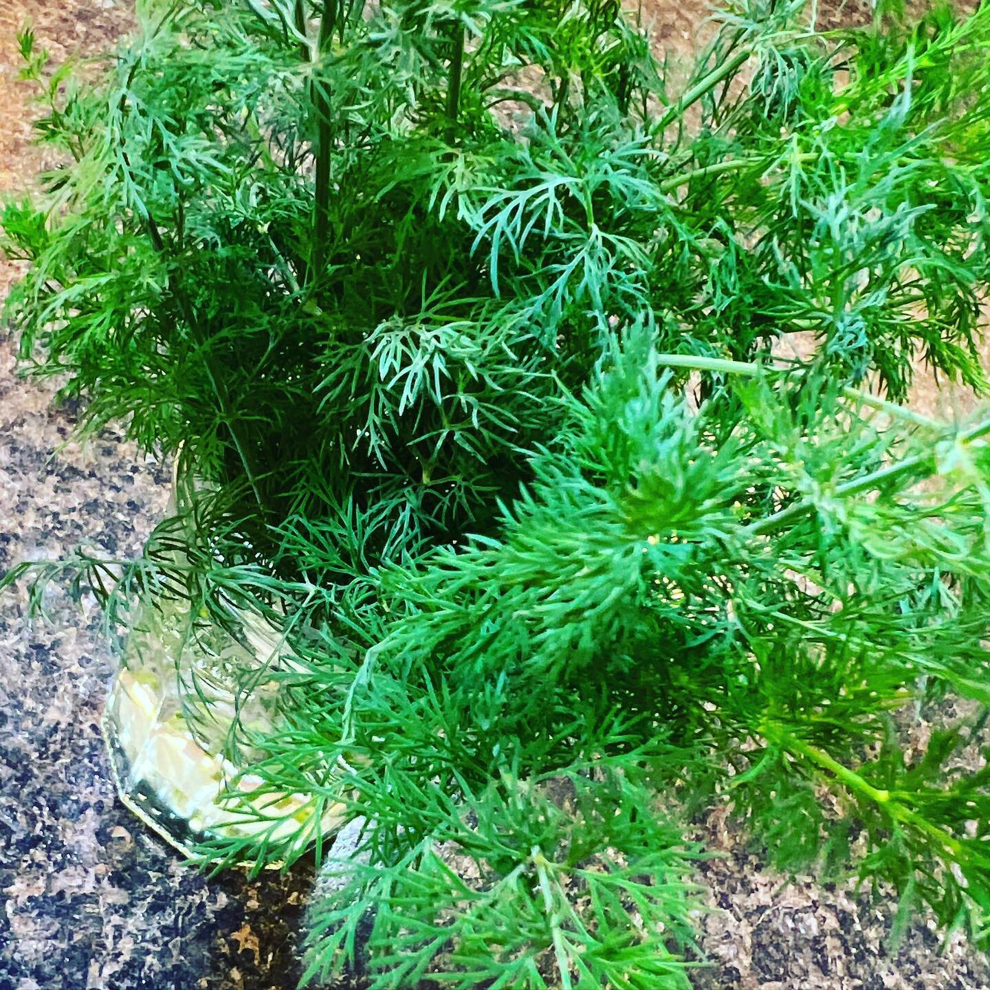 Herbs! Not only can they pack a powerful flavor punch but they can also add valuable vitamins, minerals, and antioxidants! And if you need any dill, just let JKB know... she's been growing lots in her @aerogarden and can barely keep up! 

What are yo