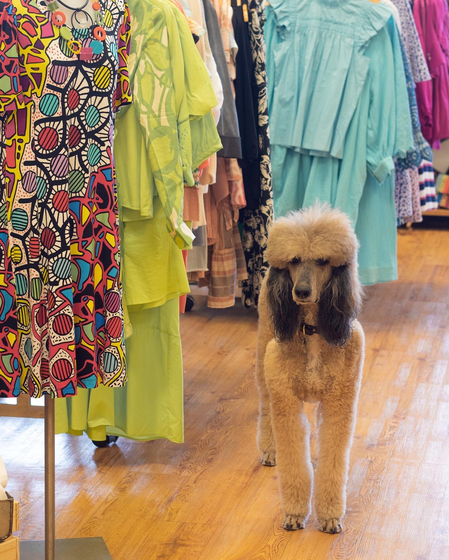 The best shop dog 🐾