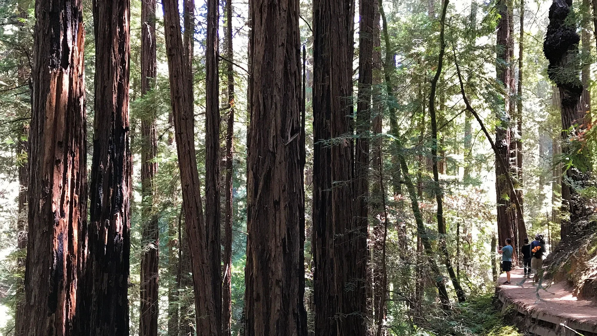 cover-muir-woods.jpg