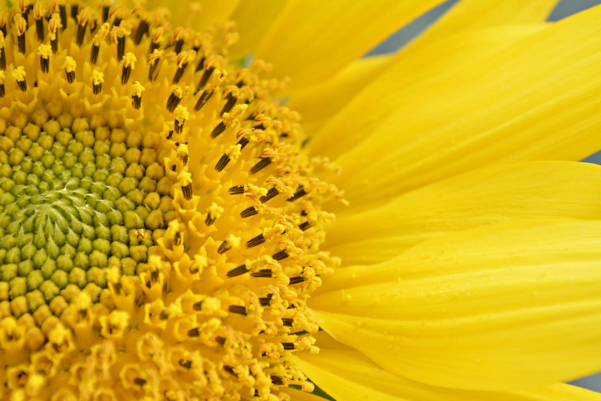 Close-up view of a sunflower’s center and yellow petals.