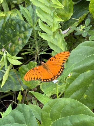 Orange butterfly perched on a white flower among green leaves.