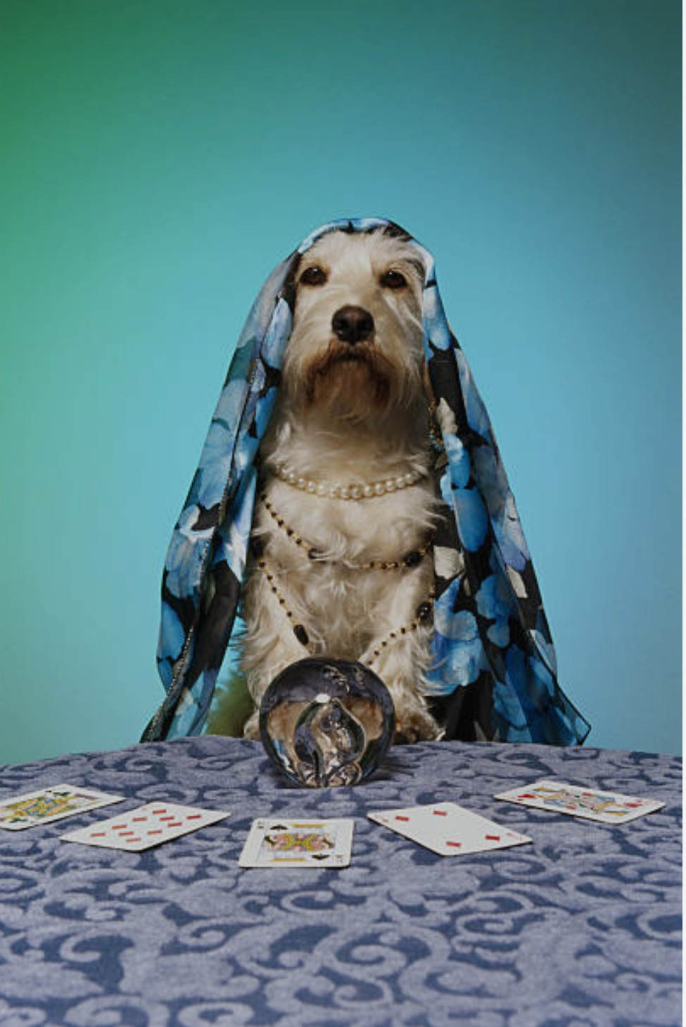 A dog dressed with a blue floral headscarf and wearing pearl necklaces, sitting at a table with playing cards and a crystal ball, against a gradient background.