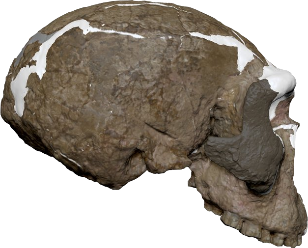 The Hominin Lineage: Deducing the Phylogenetic position of Yunxian 2 &amp; the identity of the Last Common Ancestor