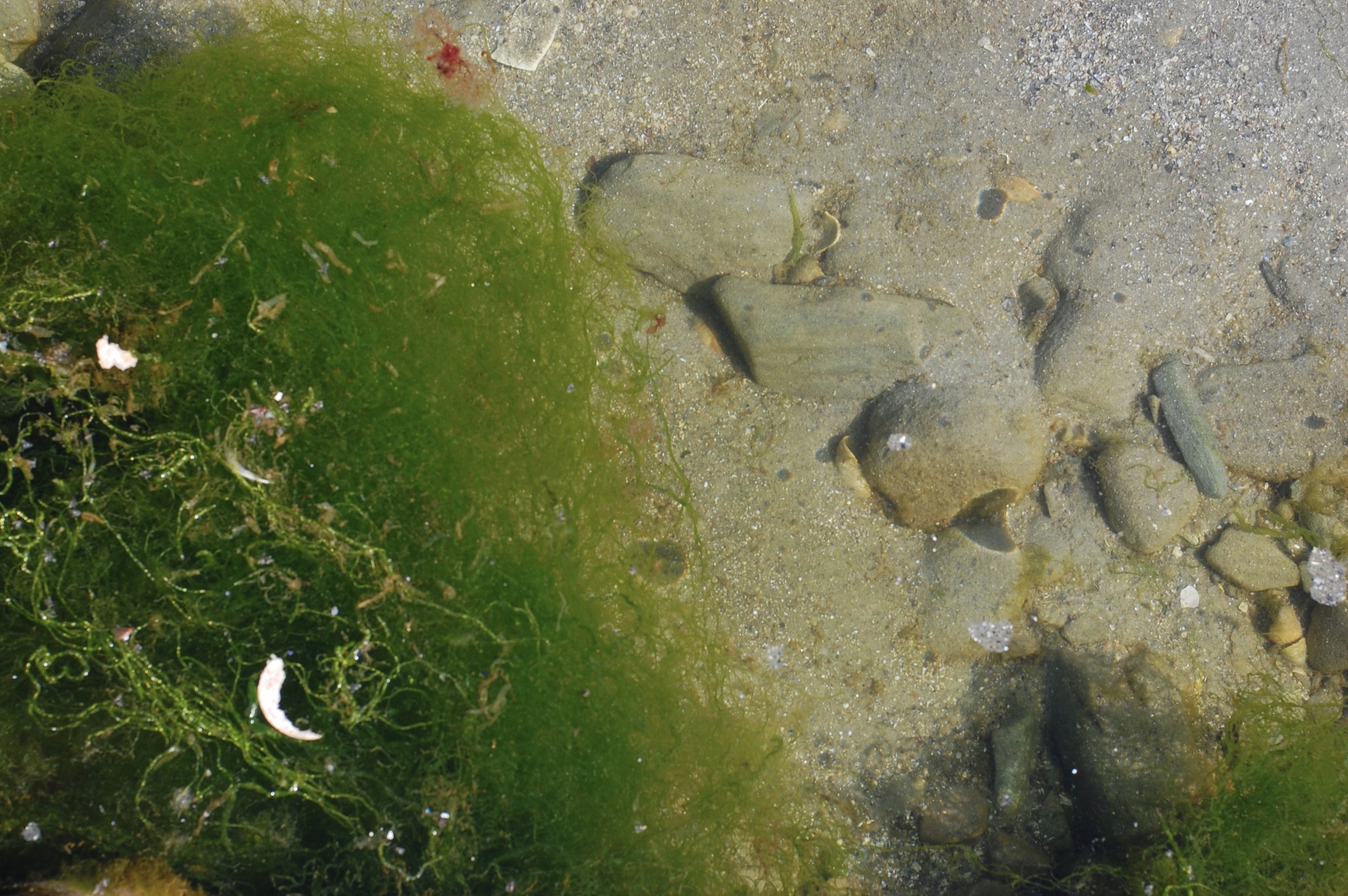 Photo of seaweed, algae, sand and rocks. The plants take up the left side of the photo and fade into sand and rocks.