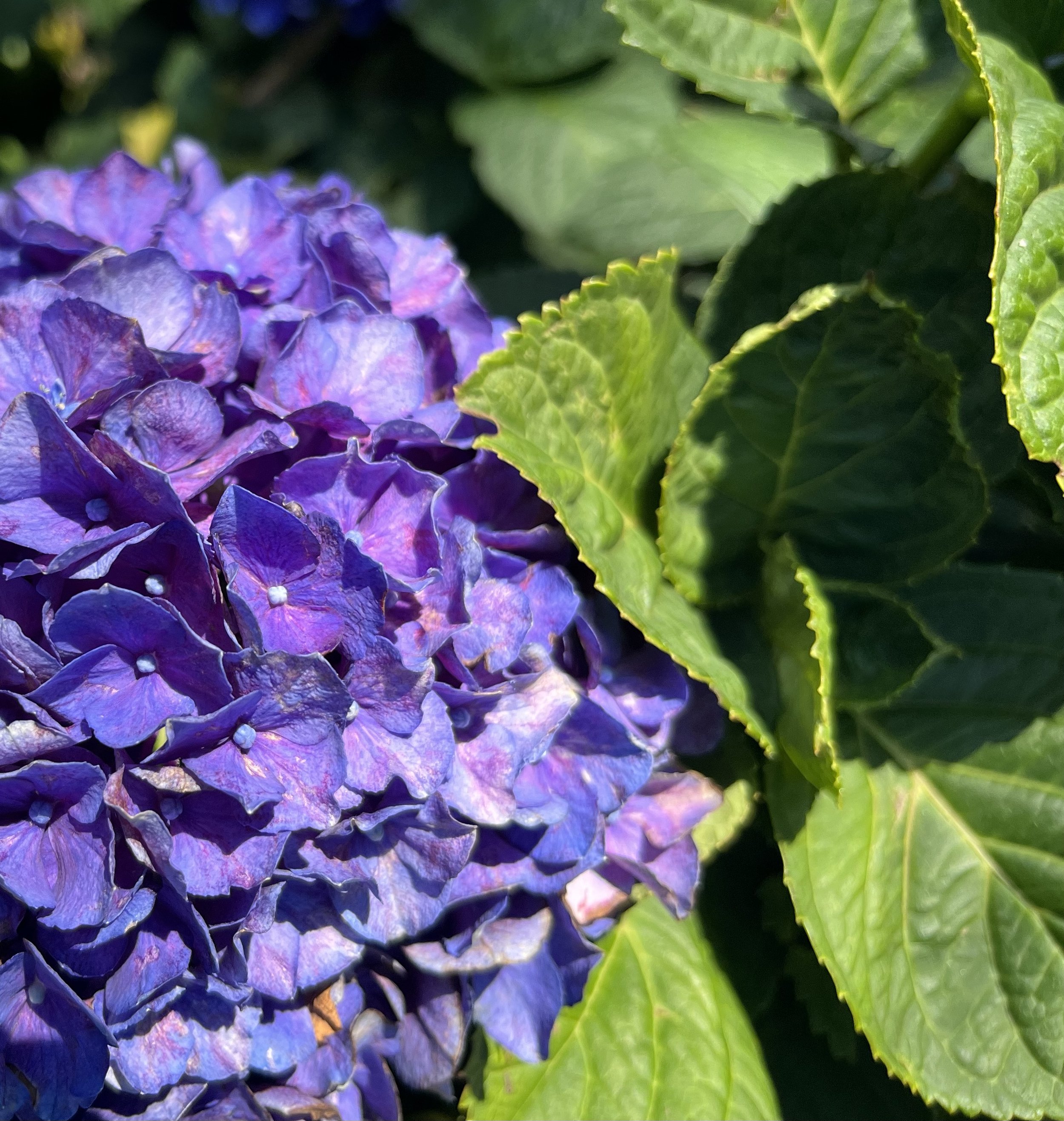 Closeup photo of violet hydrangea petals and leaves.