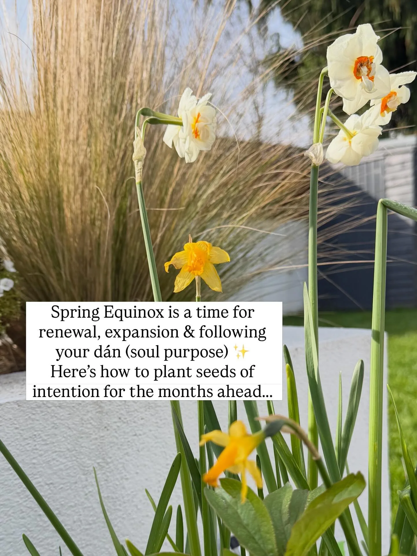 Spring Equinox is here&hellip; A perfect balance between day and night, dark and light 🌗

Honour polarity, honour your light and your shadow, your endings and the new beginnings that come with this shift in energy&hellip;

Nature shows us how to hol