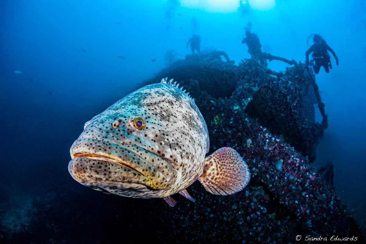 snorkel copy.jpg