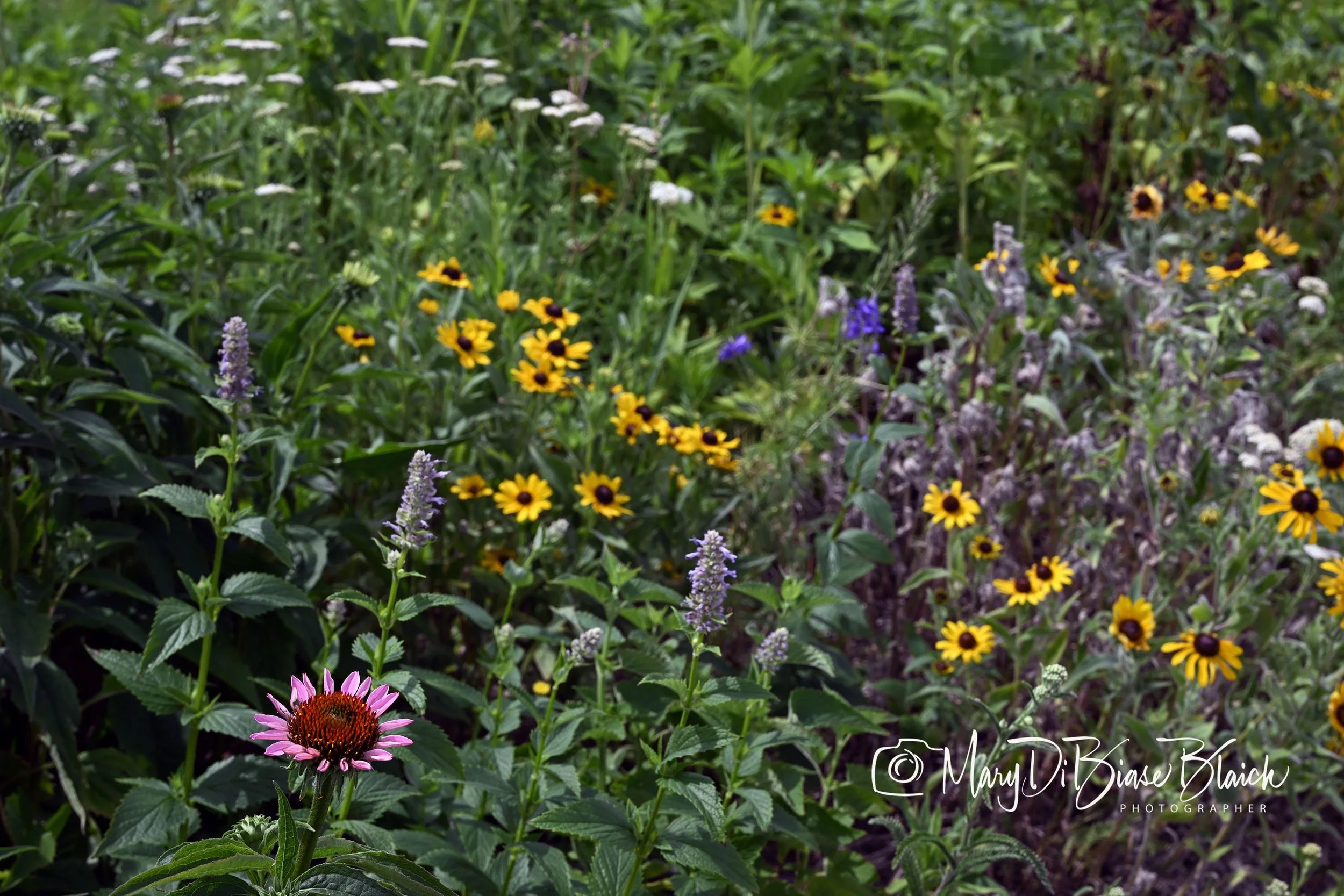 DSC_0262 copy.jpg
