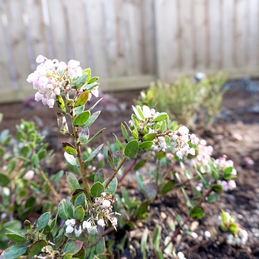 E V E R G R E E N //
Every garden gets a Manzanita. They&rsquo;re our favorite because of their late winter flowers that hummingbirds love, the beautiful evergreen foliage, twisting peeling bark, and the fact that they are climate forward choice for 