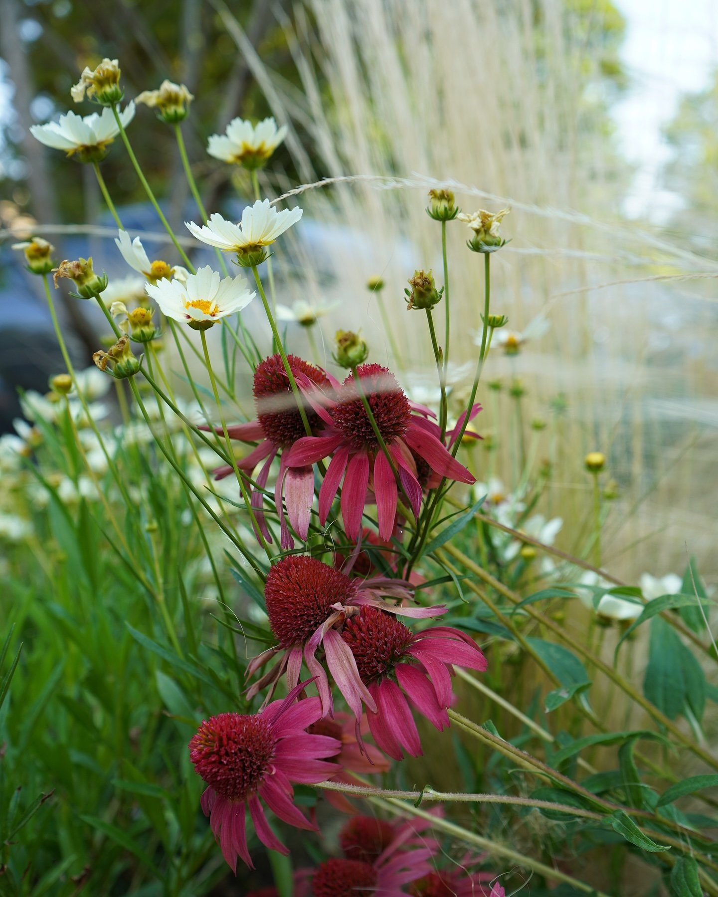 Happy New Year! We&rsquo;re finishing off 2024 looking back, from Blueprint Earth&rsquo;s latest project to Brit&rsquo;s very first design project (she was still in school!)&hellip; again and again, landscape design proves itself timeless, with each 