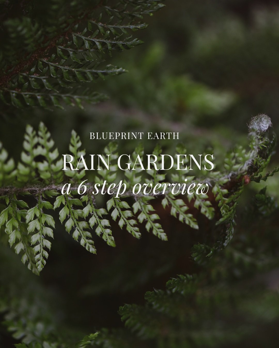 Today on the blog were talking about the importance of rain gardens in the PNW. 

Heavy rainfall is a given in Portland, Oregon, but how we manage it can make all the difference. Rain gardens help reduce runoff, filter pollutants, prevent flooding, s