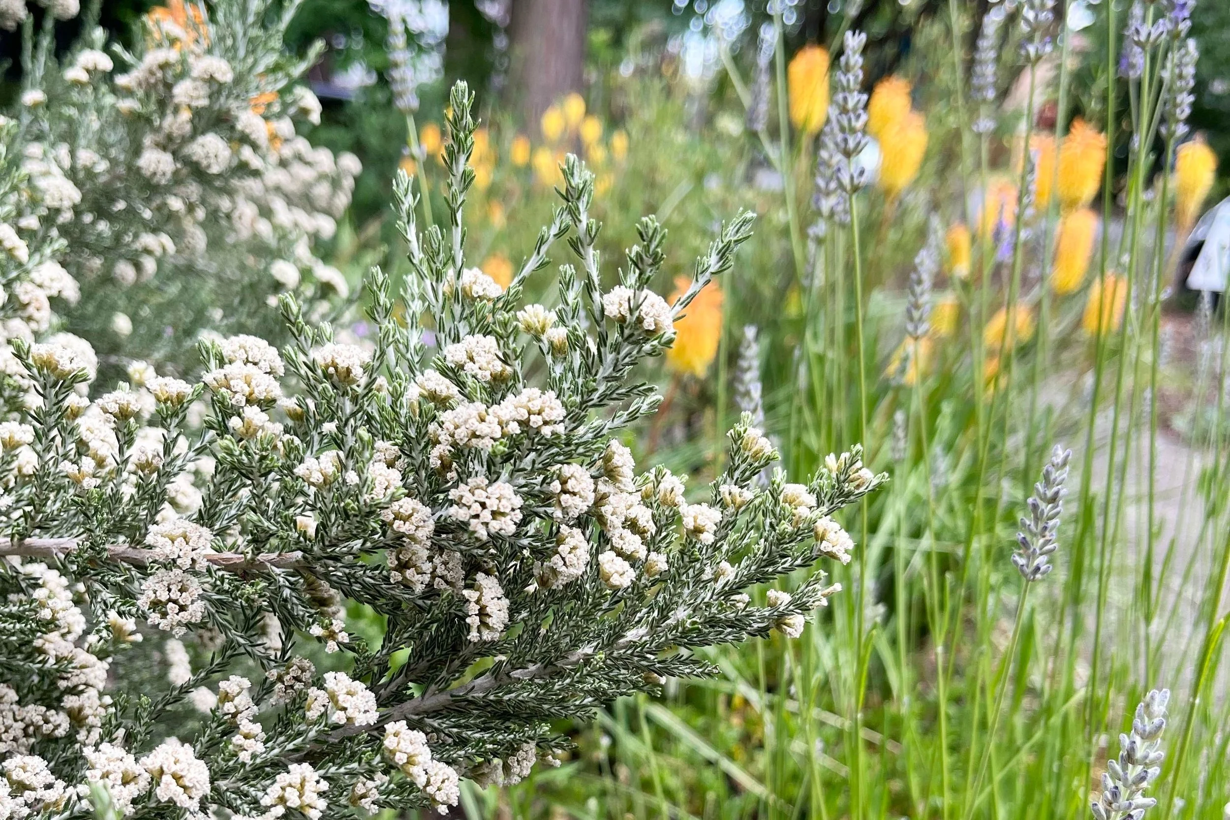 June in Bloom