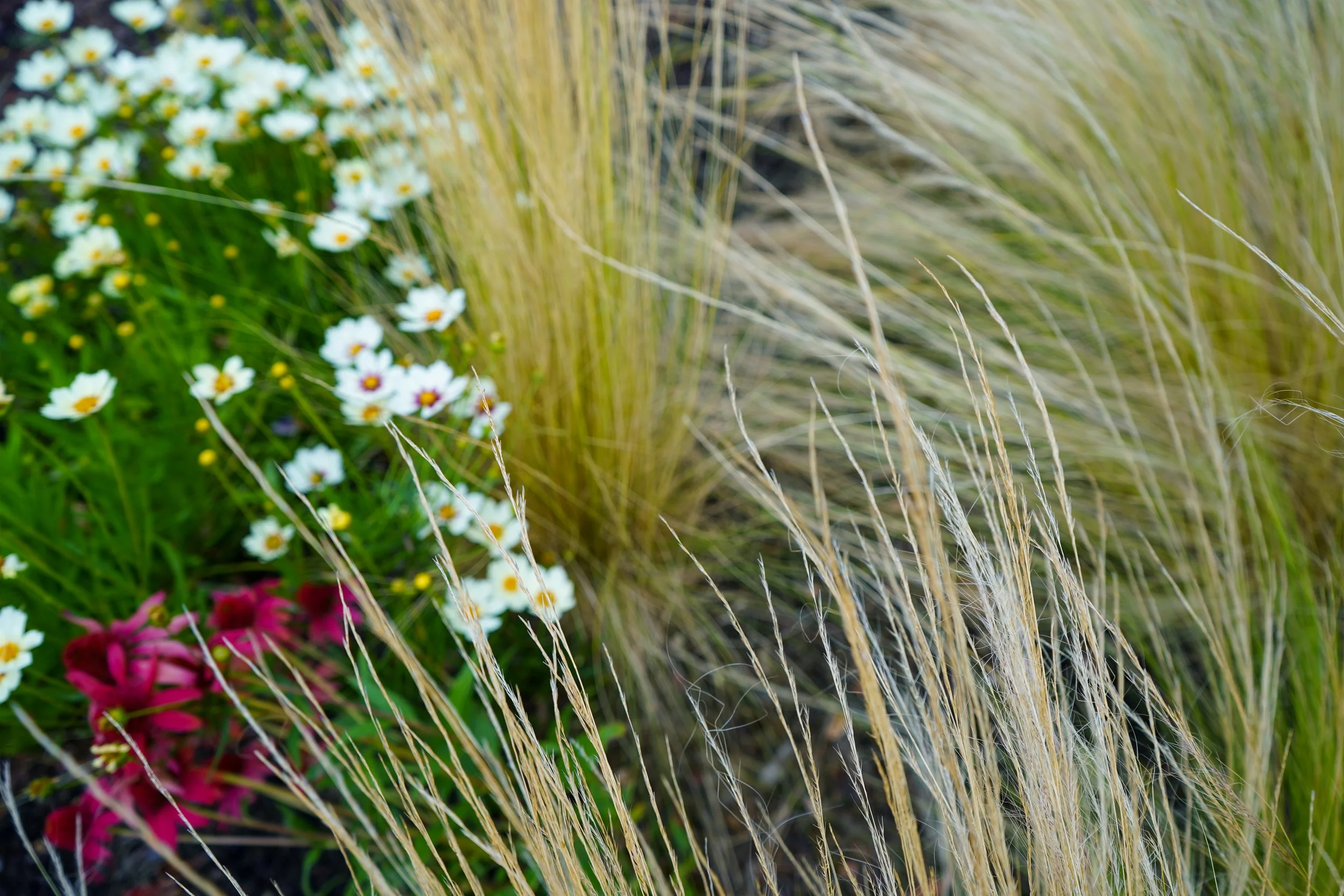 Wright_feathergrass.jpg