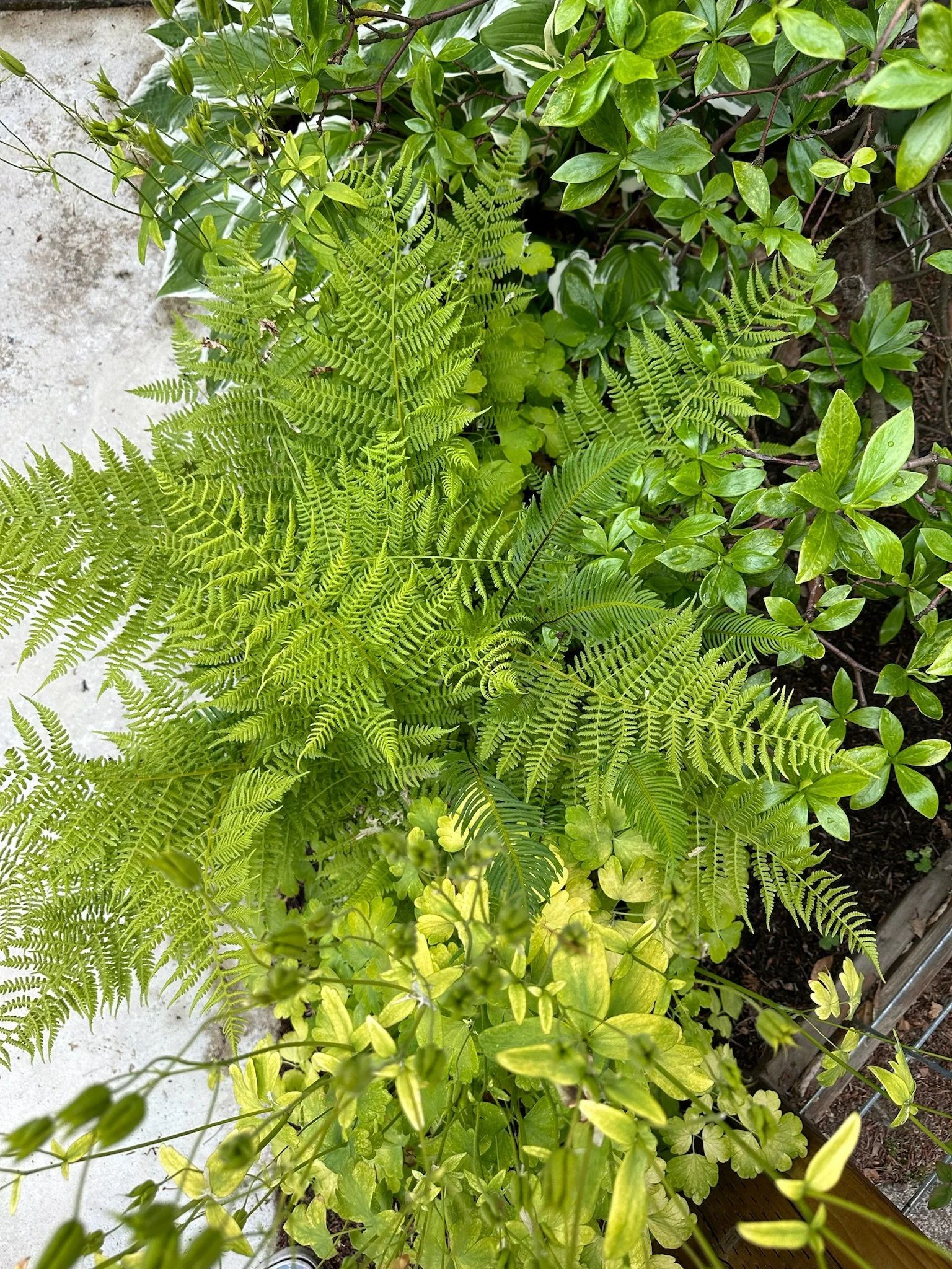 Habitat Garden Portland Oregon High-end Native Plants for Portland Oregon and the Pacific Northwest