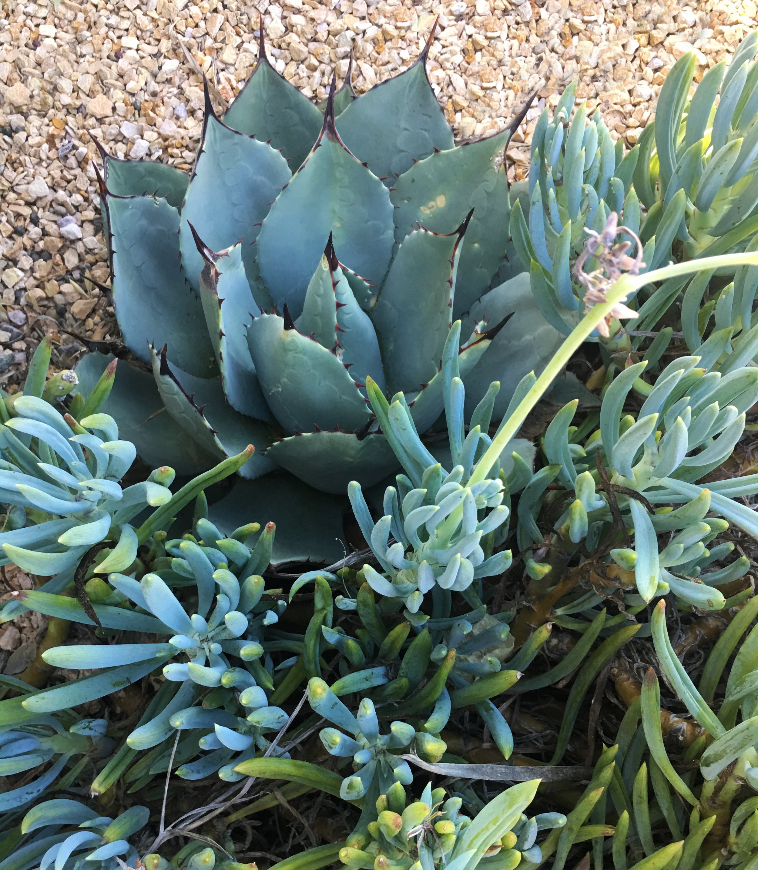 Sustainable Outdoor Spaces Southern California Landscape Design and Construction Water Wise Drought Resilient Fire Resistant High End Modern Residential Gardens