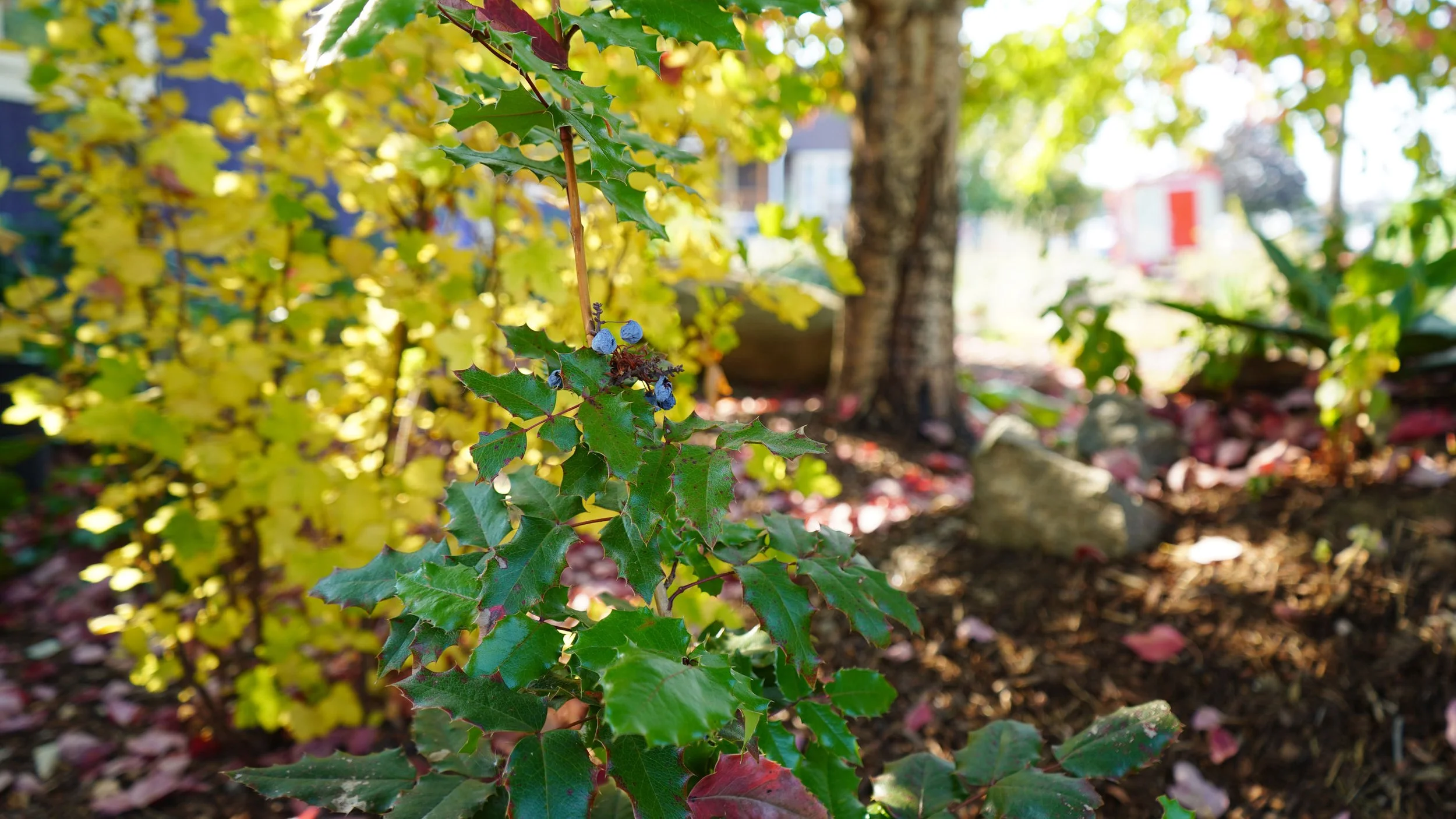 Fall colors featured with these PNW native plants with golden sun poking through