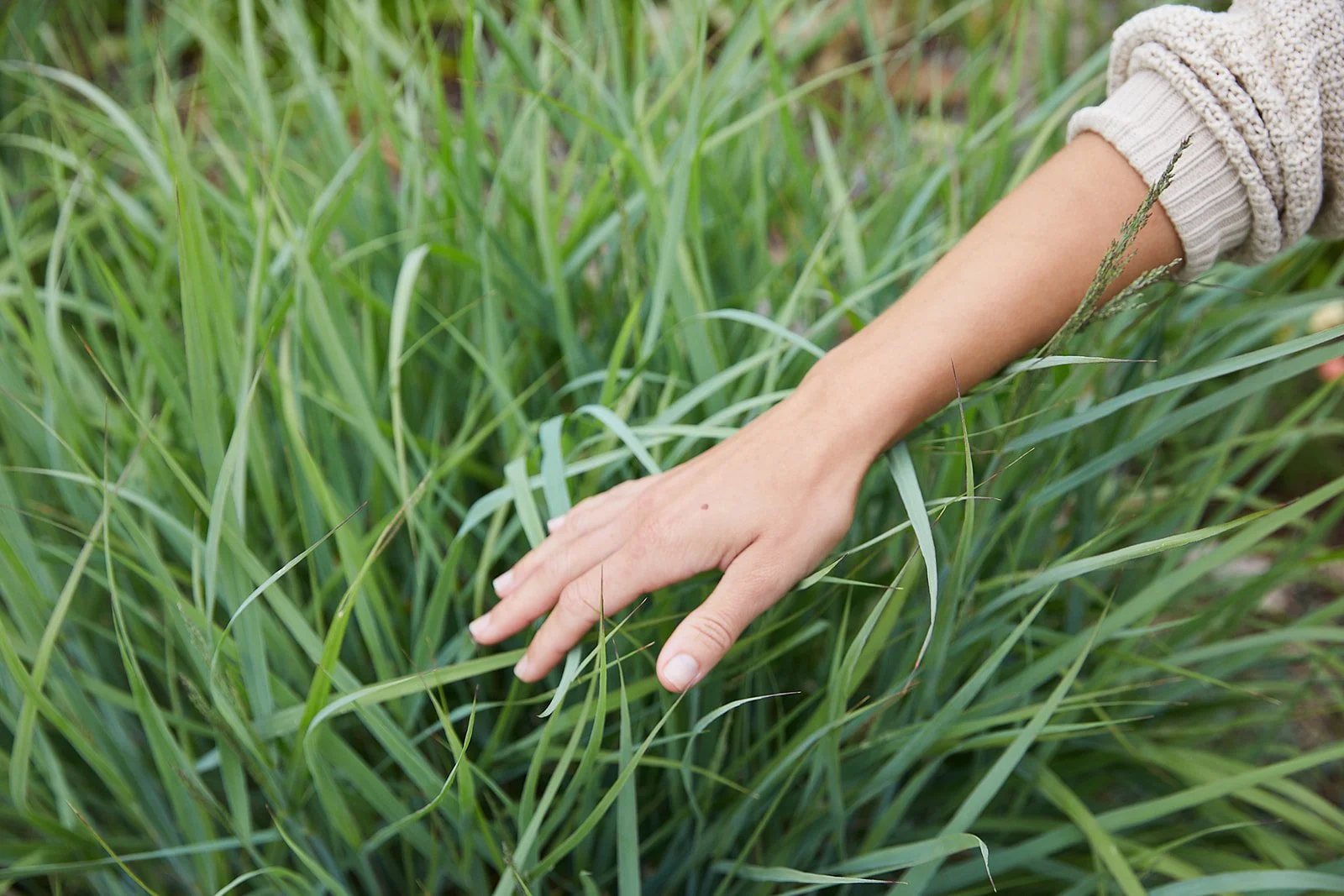 Hand touching lush lawn grass in an ecologically designed Portland backyard Lush green turf in a sustainable landscape design, Pacific Northwest Detail of healthy green grass in a professionally designed Portland Oregon yard