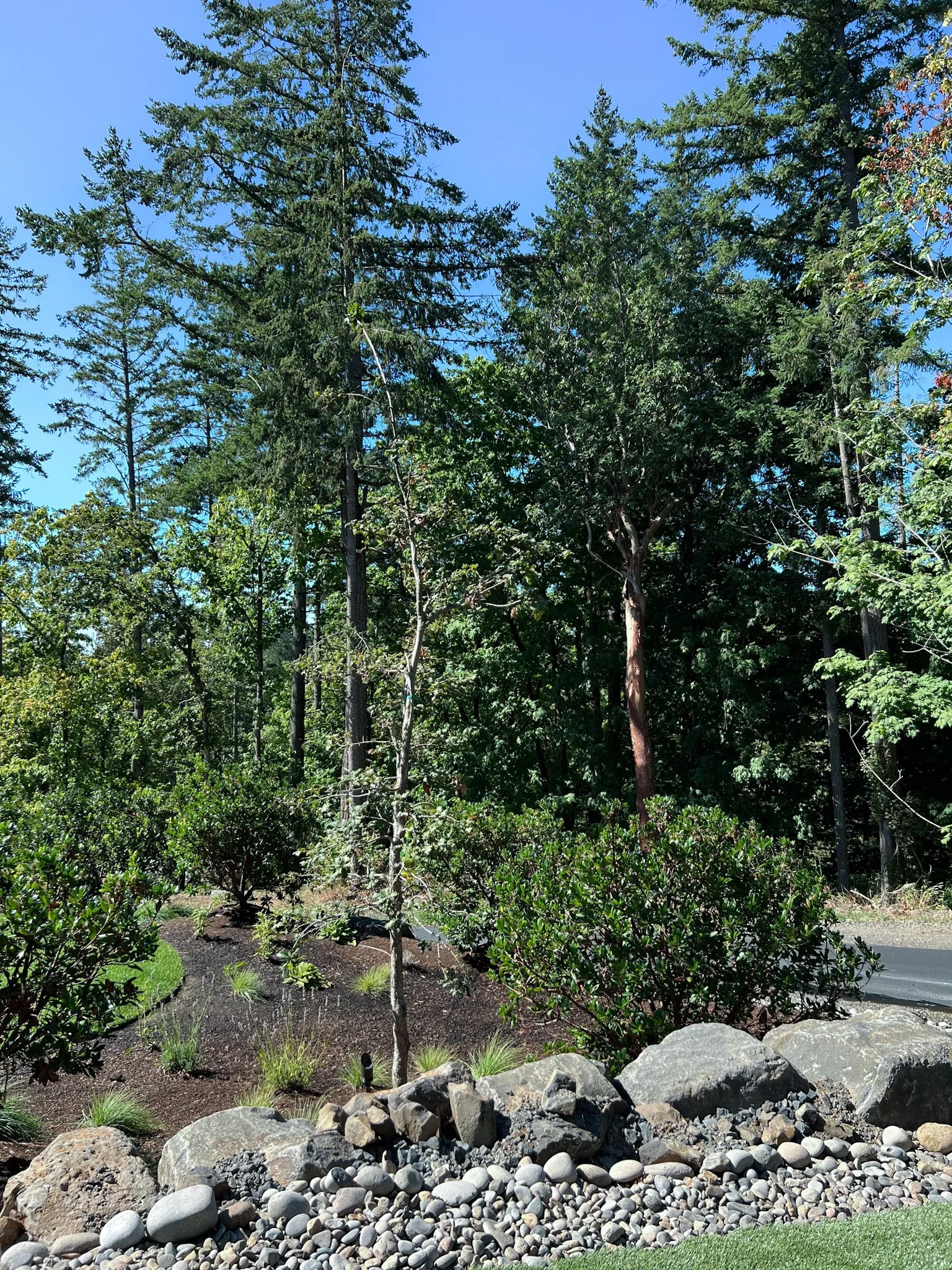 Women and BIPOC Owned Business Habitat Garden Portland Oregon High-end Native Plants for Portland Oregon and the Pacific Northwest