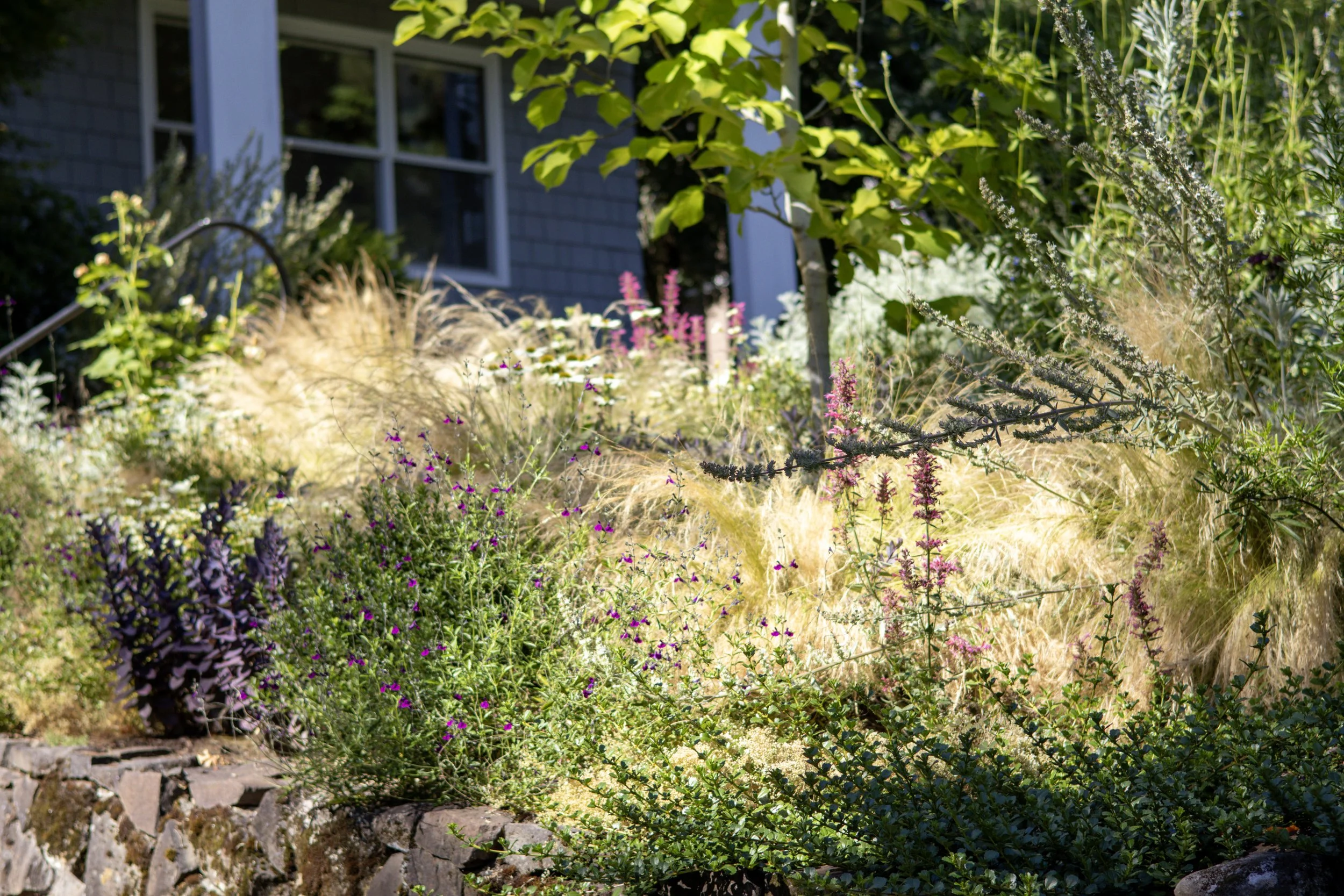 Layers of grasses, antive plants and perennials make up this front yard landscape in portland