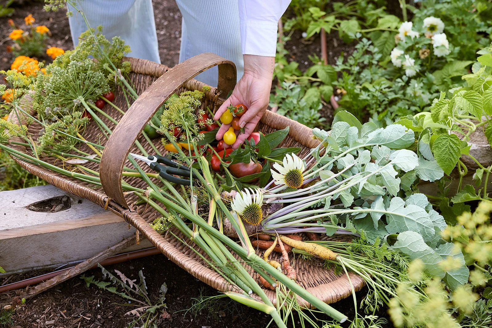 fresh harvest from the backyard