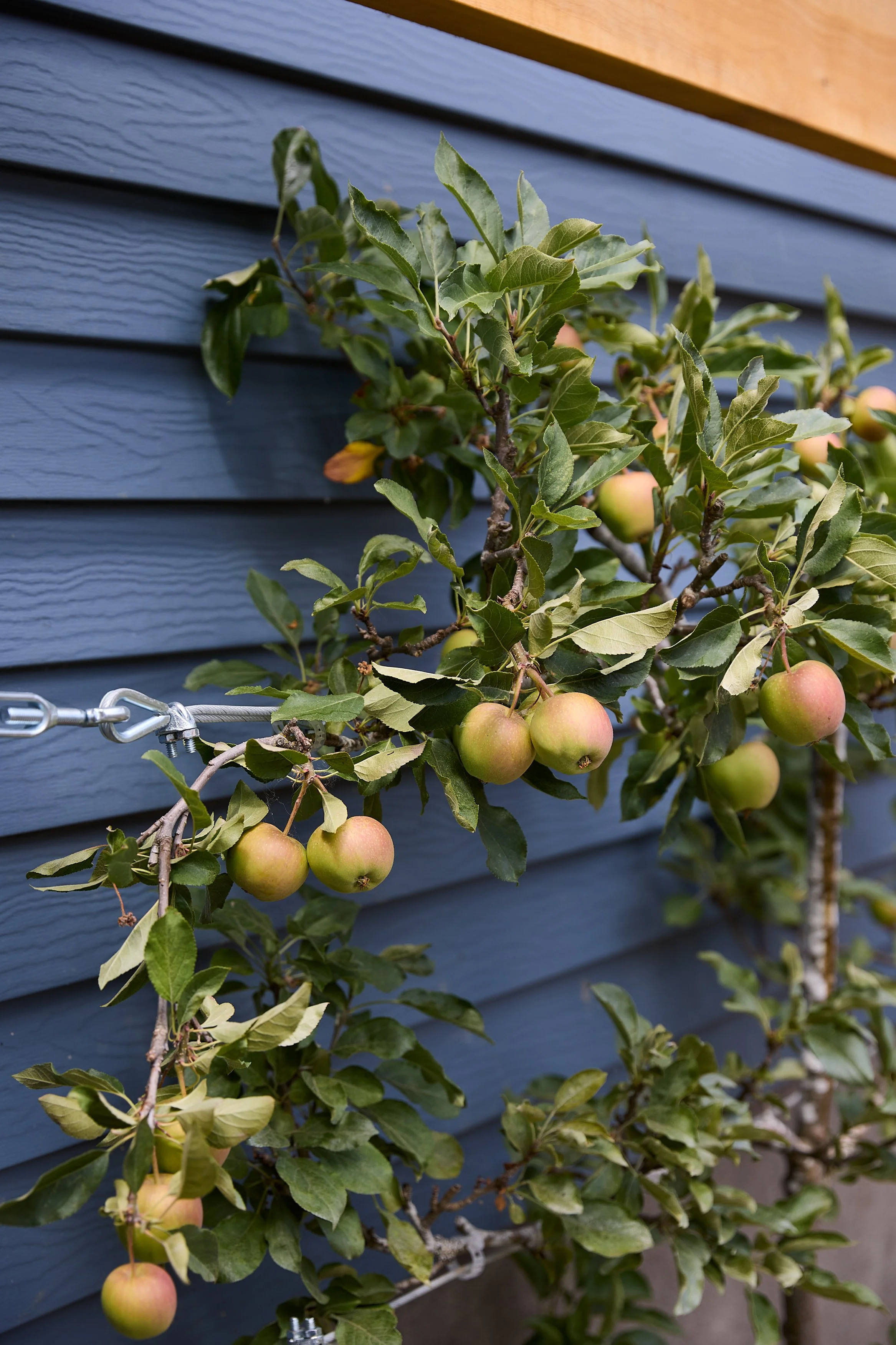 Apple Espalier tree along a side yard in Portland, OR