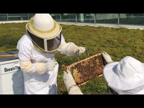 Inside the beehives at Cobo Center