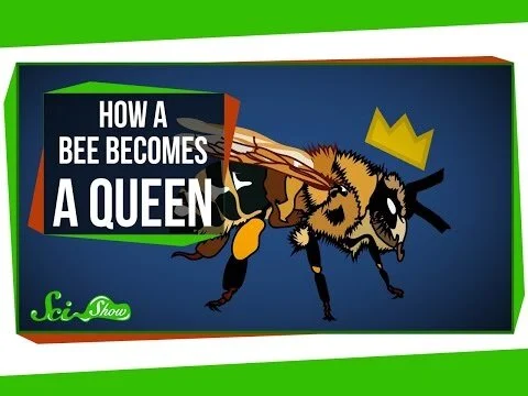 How a Bee Becomes Queen
