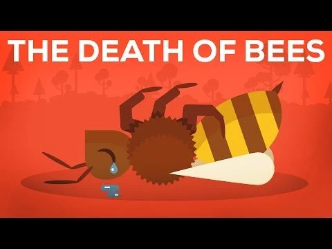 The Death Of Bees Explained - Parasites, Poison and Humans