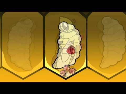 Life cycle of varroa mites and their effect on honey bee colonies