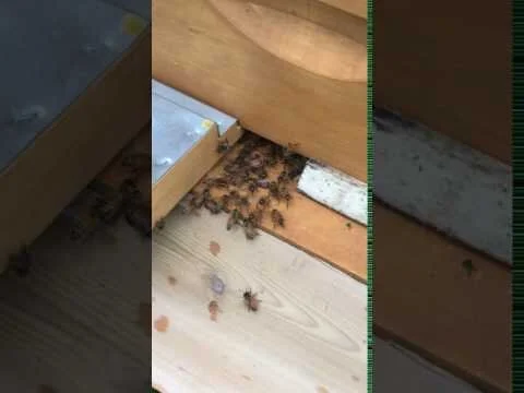 Abloom Bees Cooling Hive