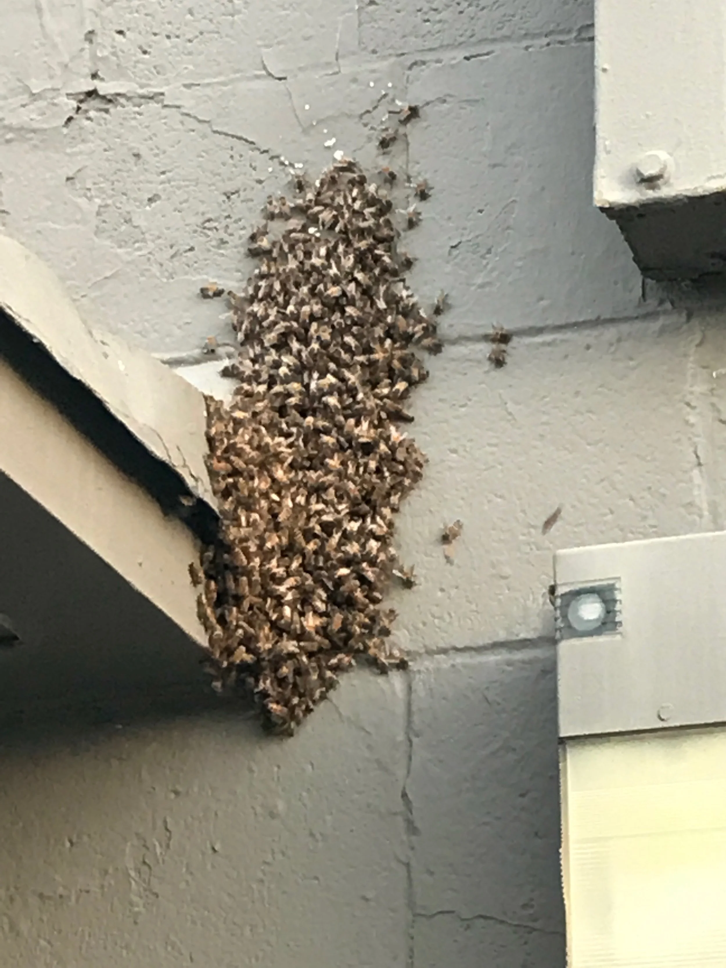 Swarm Capture Bee Vac Walled Lake Church