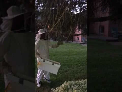 Small swarm captured