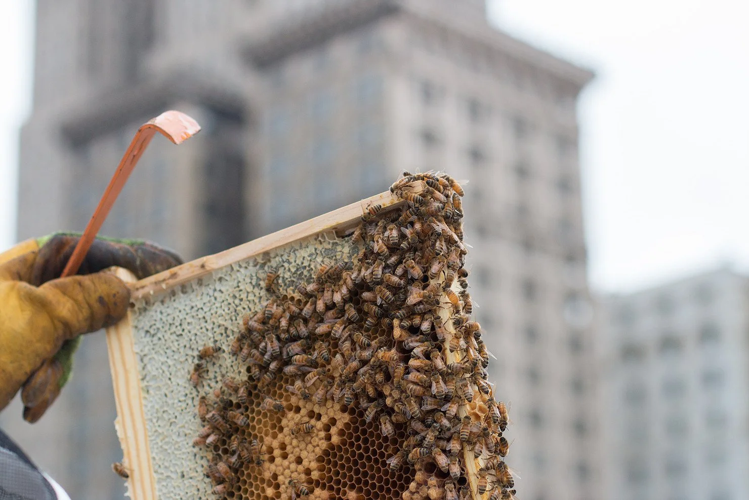 Raw Bees In The D Honey — Bees in the D