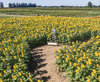 Blake's Sunflower Festival August 28th - 30th, 2026 — Bees in the D