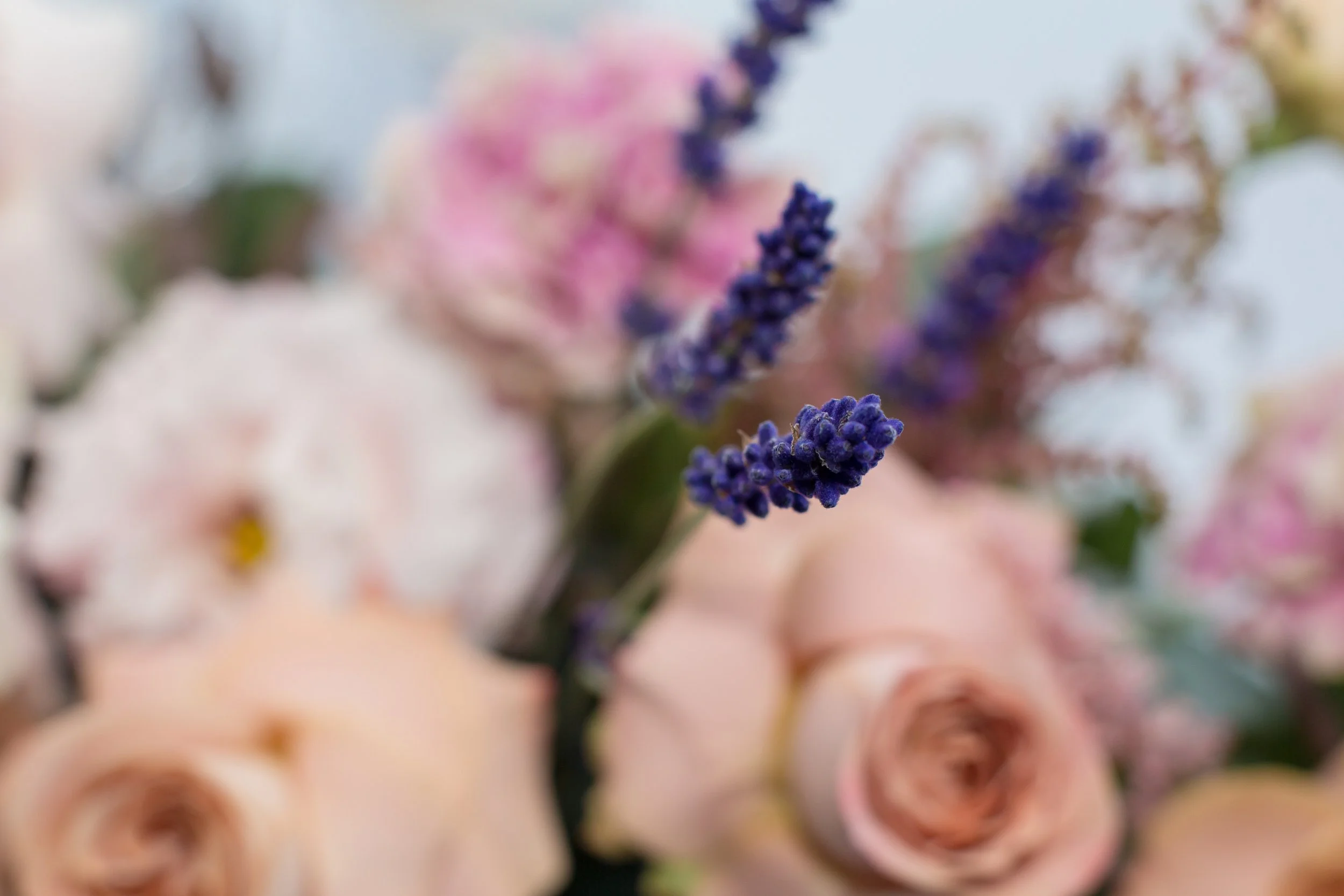 Close-up of lavender and pink flowers with some background flowers out of focus.