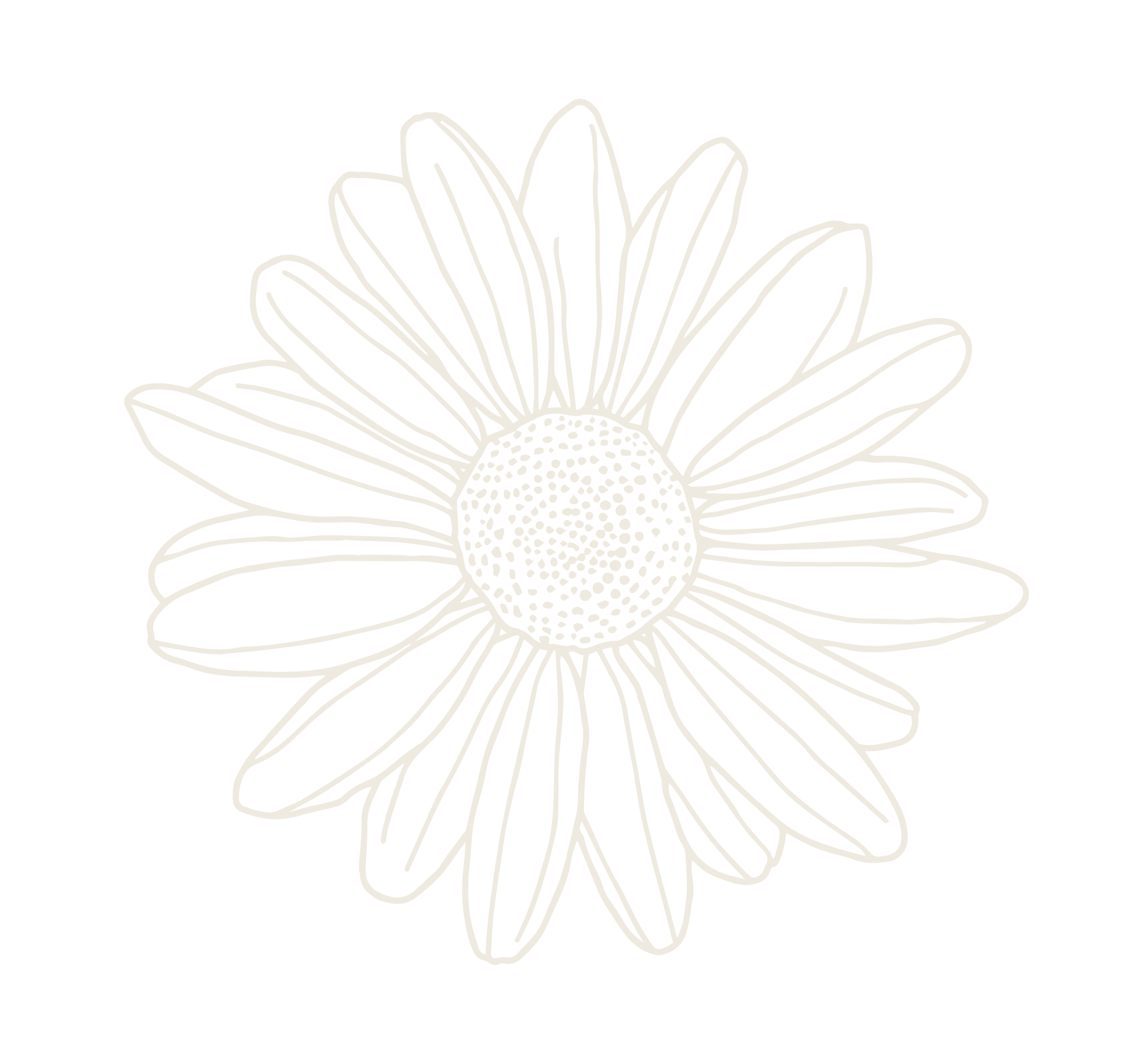 Outline drawing of a daisy flower with a large central disk and long petals on a black background.