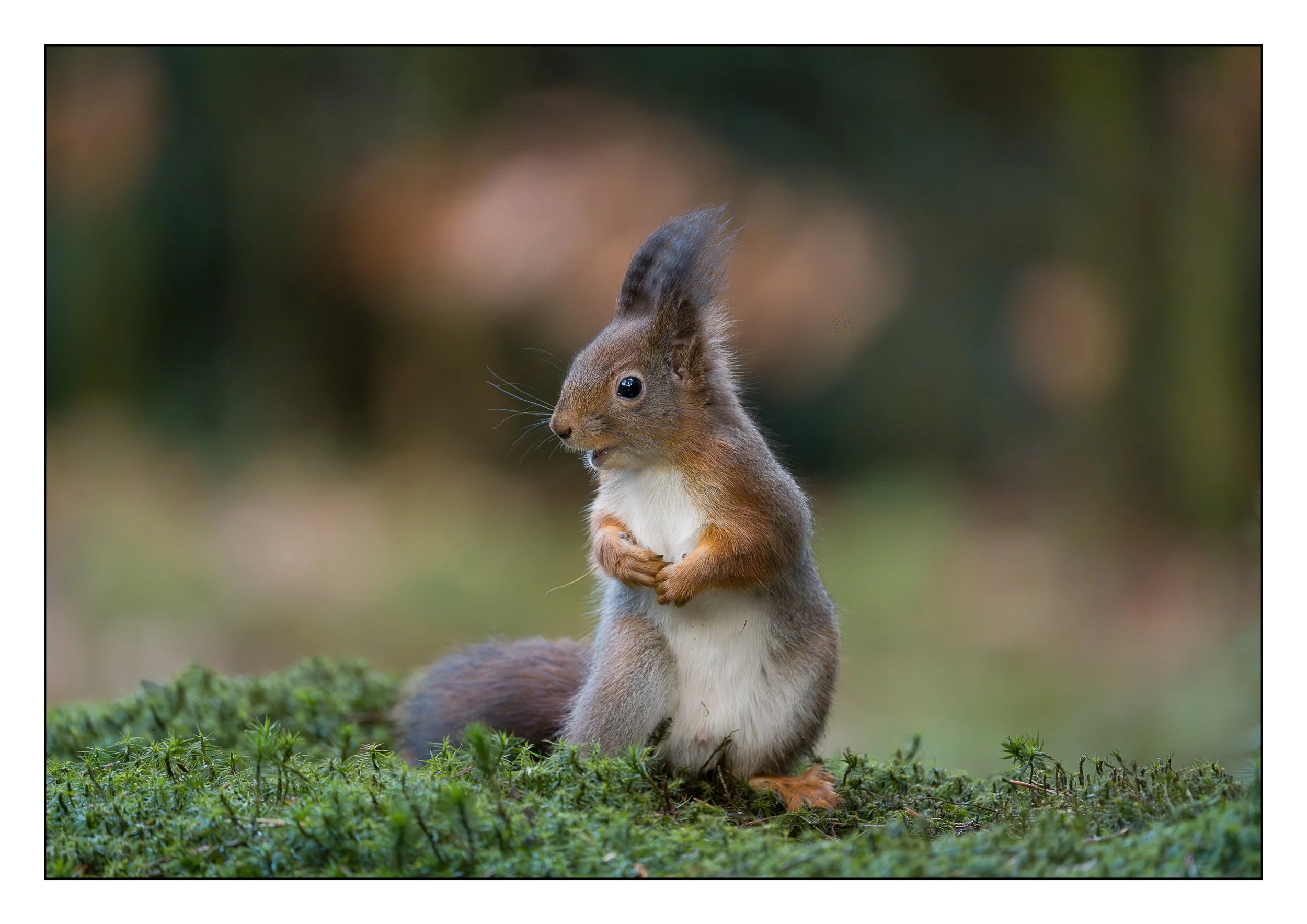 eekhoorn6.jpg