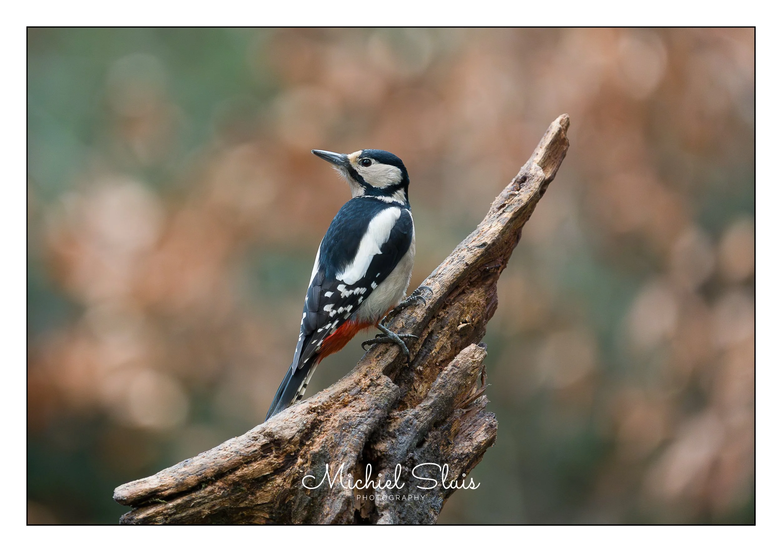 middelste bonte specht2.jpg