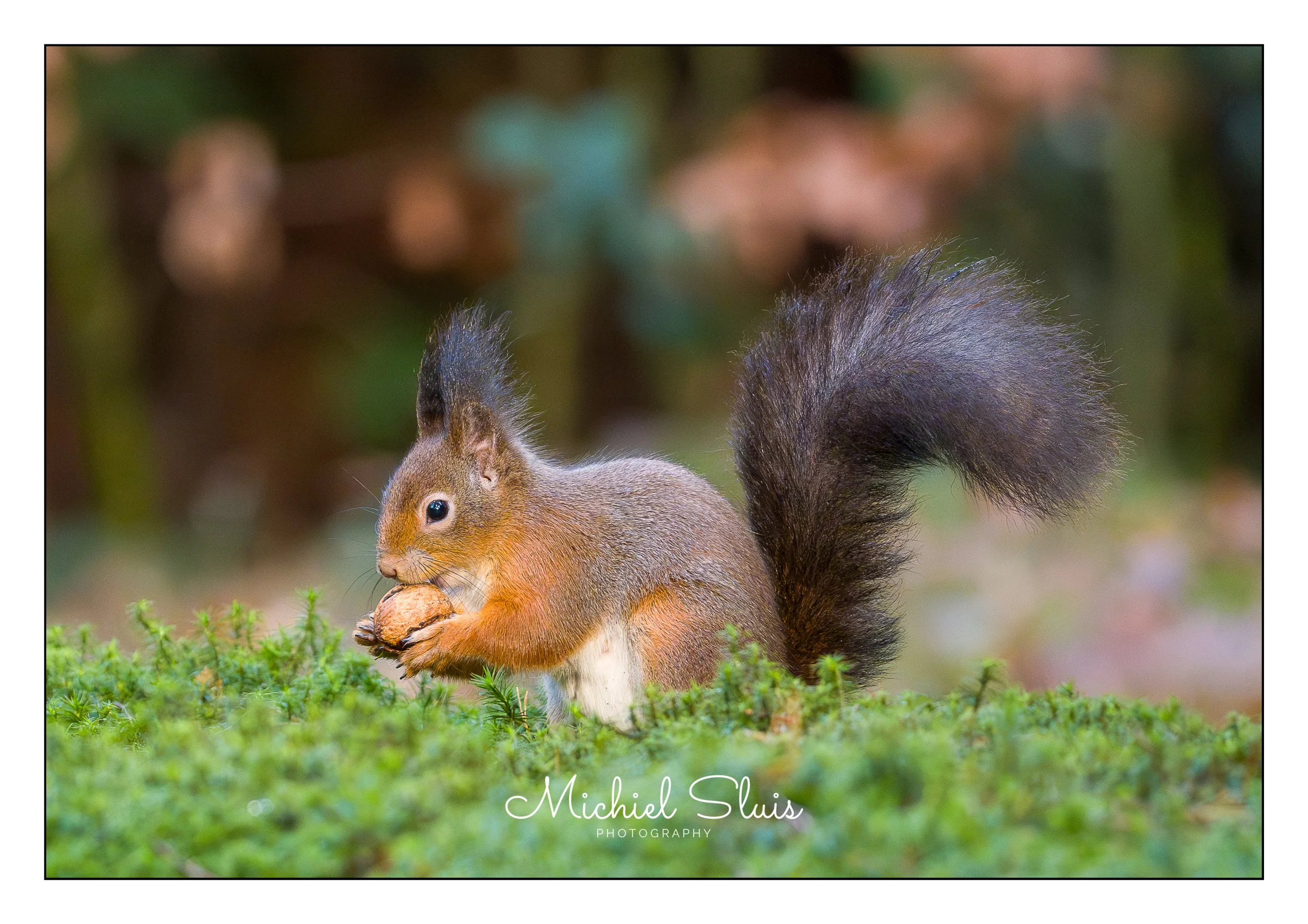 eekhoorn4.jpg