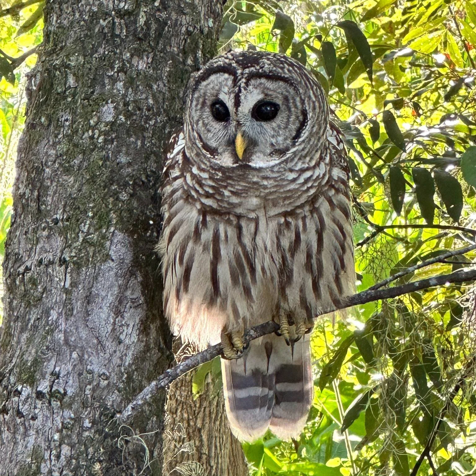 Who&rsquo;s ready for a day on the St. Johns River in West Volusia? 🌿

Start with a scenic boat tour with @stjohnsriverecotour in DeBary, where you&rsquo;ll spot wildlife and hear the stories of Florida&rsquo;s most iconic river.🐊

Then, when you&r