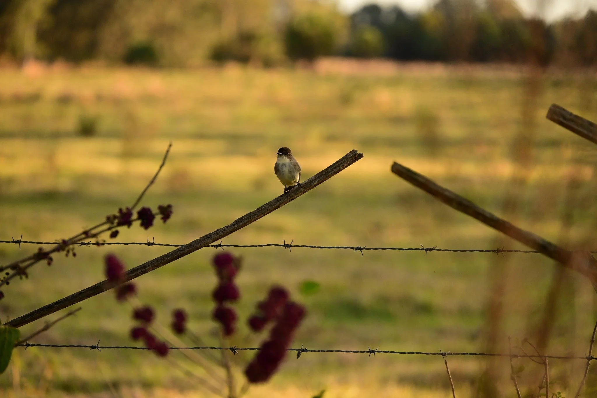 🐦 We see everything out here&hellip; don&rsquo;t miss this.
🐄 Humans + drinks on the trail? Our favorite show.

🌿🍷 Tasting on the Trail at D Ranch Preserve
🗓️ Saturday, April 18 | 4&ndash;7 PM

Sip, stroll, and explore with @conservationflorida 