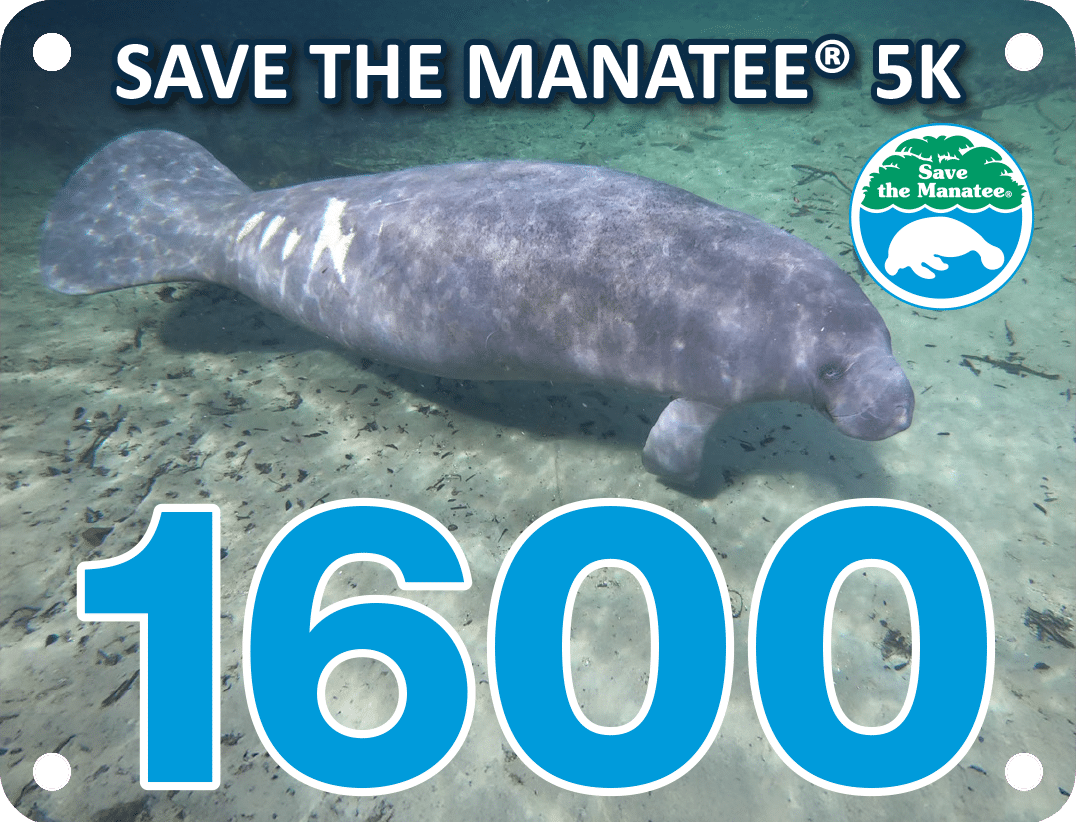 Save the Manatee 5K at Blue Spring State Park