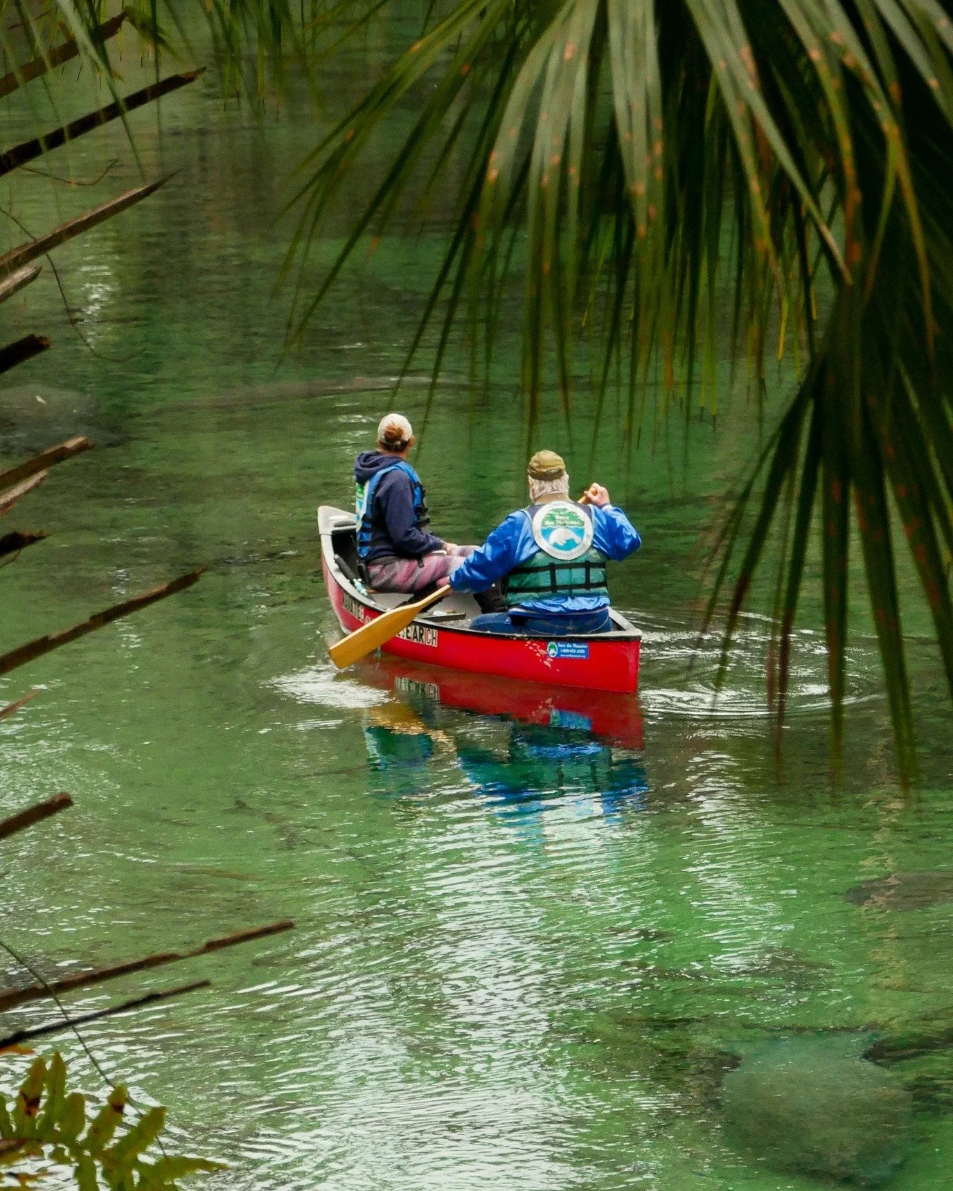It may not be manatee season, but that doesn't mean the Save the Manatee Club is off the clock!

While their daily counts at Blue Spring State Park peak in the winter, their vital research continues all summer long. The team stays busy updating scar 