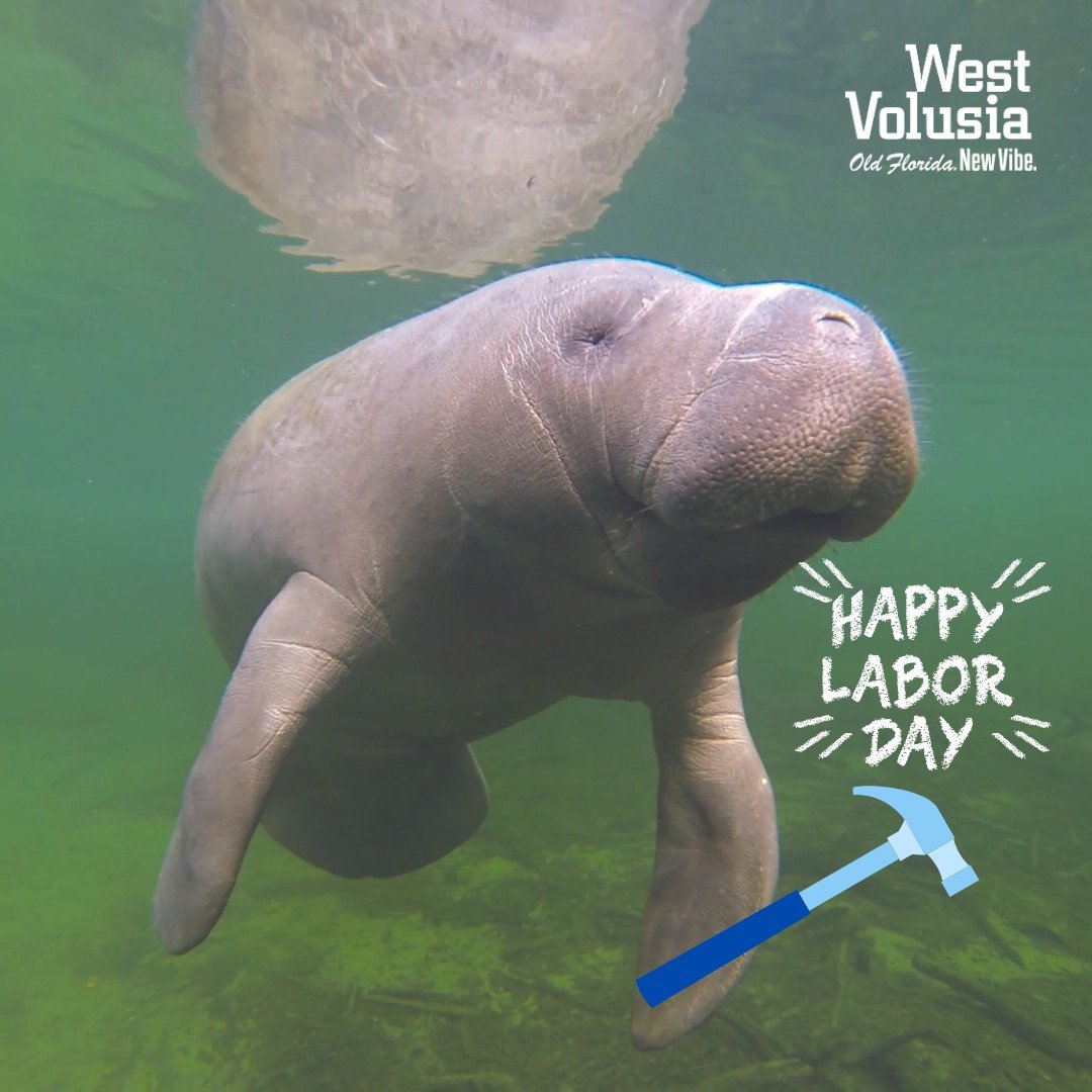 Hey friends, it&rsquo;s Gator! Swimming by to wish everyone a Happy Labor Day from Visit West Volusia!
Here's to a well-deserved day to relax, recharge, and enjoy some Florida sunshine.🔆 
Have a safe and fintastic Labor Day! 💙

#gatorthemanatee #vi