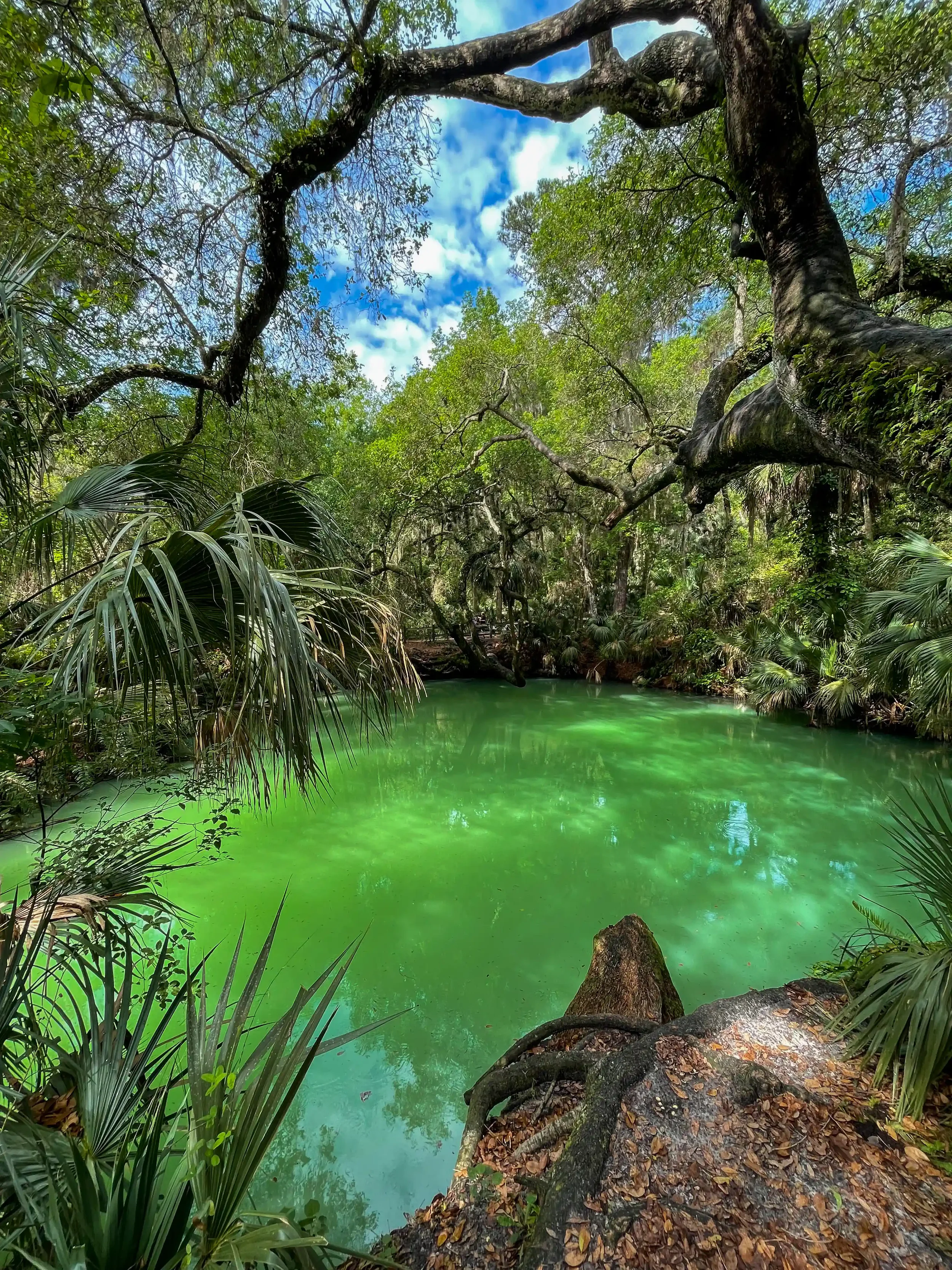 Framed by lush, old growth foliage, the striking emerald waters of Green Springs Park offer a tranquil oasis and the perfect visual conclusion to a day of riding.