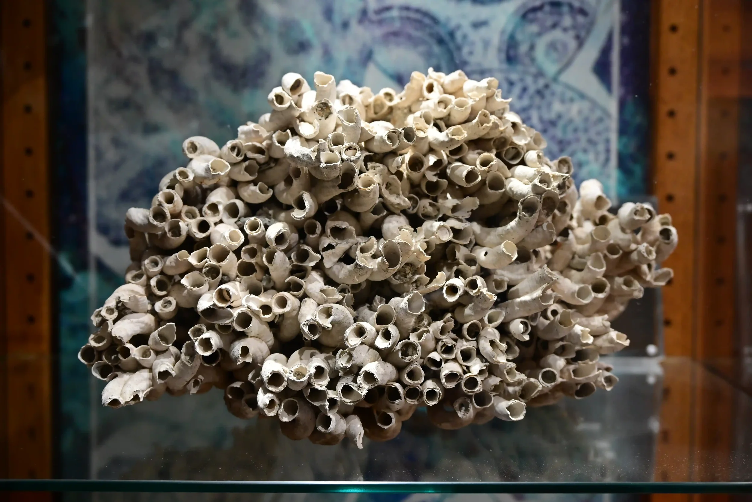 Located on the Stetson University campus, the Gillespie Museum is a premier earth science center. It houses one of the largest and most significant gem and mineral collections in the Southeast.