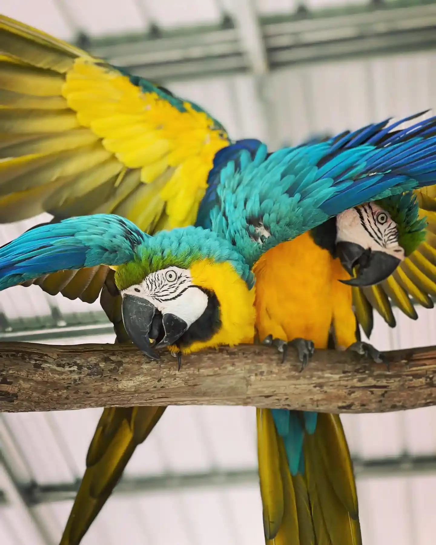 Patty's Parrot Palace is a unique avian rescue sanctuary in DeLand. Beyond housing beautiful displaced birds, it offers incredible interactive experiences, including their famous and incredibly popular Goat Yoga and Parrot Yoga classes.
